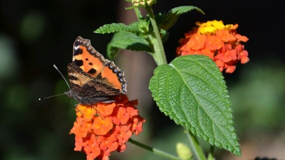 Schmetterling auf einer Blume. © NDR Foto: Reinhard Niklas aus Seebad Lubmin,
