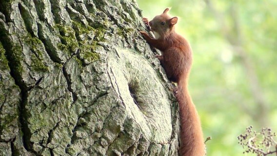 Eichhörnchen an einem Baum. © NDR Foto: Marianne Schultz aus Stralsund