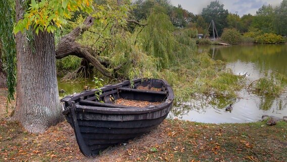 Ein Boot voller Herbstlaug liegt am Ufer im Greifswalder Tierpark. © NDR Foto: Uwe Kantz aus Hinrichshagen