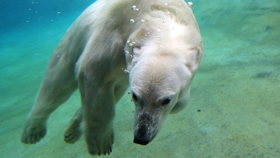 Im Polarium im Rostocker Zoo schwimmt eine Eisbärin vor der Scheibe. © NDR Foto: Gernot Rücker aus Rostock