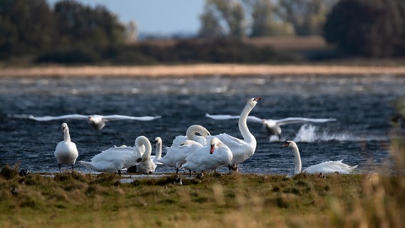 Schwäne am Seeufer. © NDR Foto: Uwe Kantz aus Greifswald