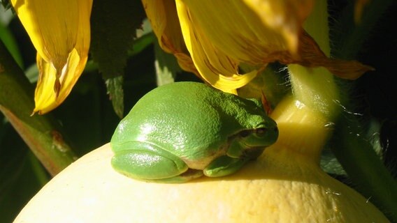 Ein Frosch sitzt auf einer Pflanze. © NDR Foto: Karin Mussfeldt aus Dobbertin