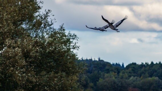 Kraniche im Flug © NDR Foto: André Rudat aus Kühlungsborn