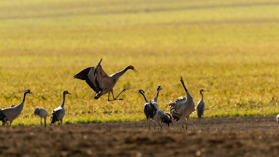 Kraniche streiten sich auf einem Feld © NDR Foto:  Uwe Kantz aus Hinrichshagen