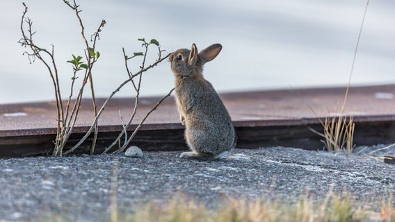 Ein Kaninchen knabbert an einem blätterlosen Busch. © NDR Foto: Klaus Haase aus Prerow