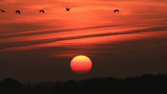 Tiefroter Sonnenuntergang mit fliegenden Kranichen © NDR Foto: Uwe Göhler aus Ziesendorf