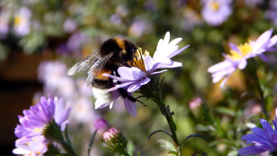 Eine Hummel sitzt auf einer Blume und sammelt Nektar. © NDR Foto: Susan Hoffmann aus Kratzeburg