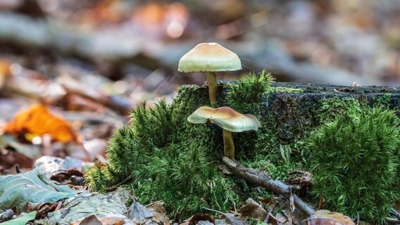 Pilze im Wald. © NDR Foto: André Rudat aus Kühlungsborn