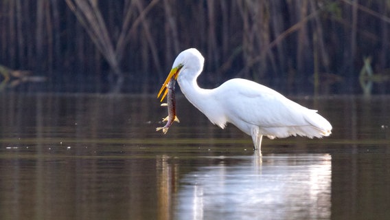 Ein Silberreiher im Wasser mit einem Fisch im Schnabel. © NDR Foto: Ralph Gröger Neubrandenburg