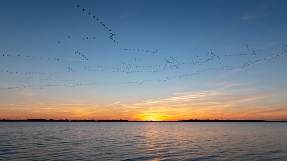 Kraniche über der Dänischen Wick bei Greifswald. © NDR Foto: Uwe Kantz aus Hinrichshagen