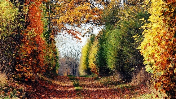 Bäume am Wegesrand im Herbst. © NDR Foto: Sandra Mago aus Waren