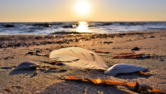 Eine Feder und eine Muschel liegen während des Sonnenaufgangs am Strand an der Schaabe auf Rügen. © NDR Foto: Corinna Schaak aus Altenkirchen