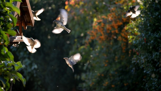 Vögel im Anflug auf ein Futterhäuschen. © NDR Foto: Thorsten Bohlmann aus Papendorf