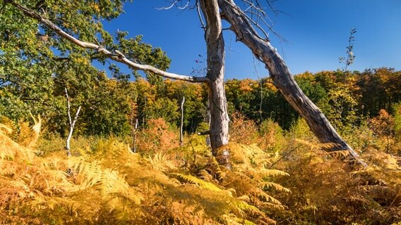 Gelb gefärbter Farn in einer Moorlandschaft mit blauem Himmel. © NDR Foto: Jürgen Evert aus Güstrow