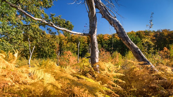 Gelb gefärbter Farn in einer Moorlandschaft mit blauem Himmel. © NDR Foto: Jürgen Evert aus Güstrow