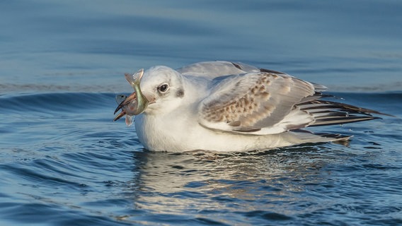 Eine Möwe frisst einen Fisch. © NDR Foto: Klaus Haase aus Prerow