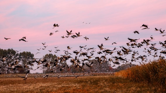 Kraniche fliegen von einer Wiese in die Luft. © NDR Foto: Wolfgang Lork aus Zarnewanz