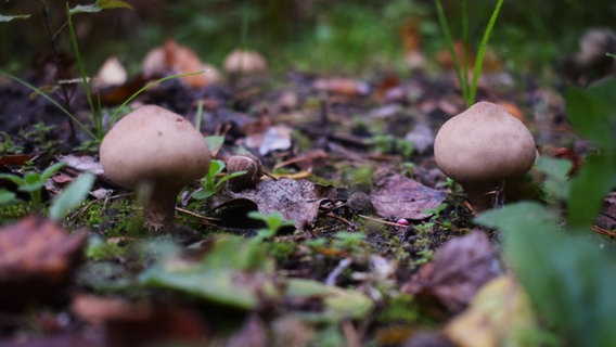 Pilze stehen auf dem Waldboden © NDR Foto: Maria Herrlich aus Neubrandenburg