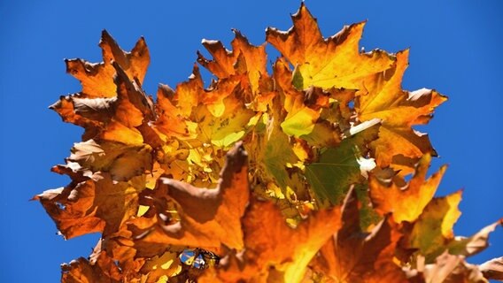 Bunte Herbstblätter an einem Baum © NDR Foto: Jana Hobe aus Rostock