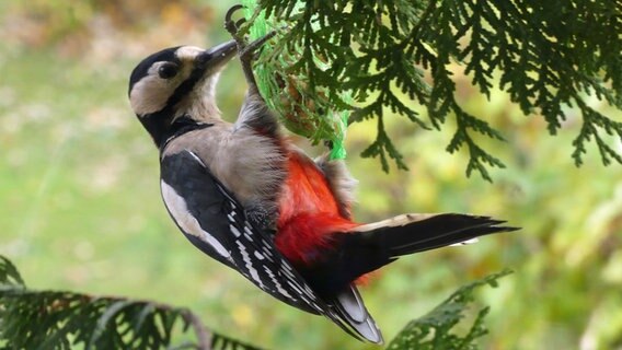 Ein Specht hängt an einem Nüsse-Säckchen. © NDR Foto: Roland Köhn aus Grimmen