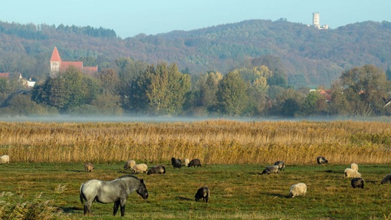 Blick über eine Koppel hoch zum Jagdschloss Granitz © NDR Foto: Jörg Richter aus Sassnitz