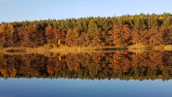 Spiegelung auf dem Domjüchsee in Neustrelitz © NDR Foto: Thomas Speiser aus Neustrelitz