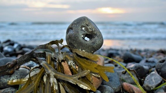 Hühnergott an einem steinigen Strand © NDR Foto: Corinna Schaak aus Altenkirchen