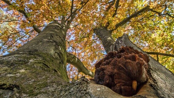 Pilz an einem herbstlichen Baum © NDR Foto: Klaus Haase aus Prerow