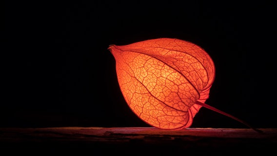 Leuchtende Lampionblume © NDR Foto: Martina Borchardt aus Neustrelitz