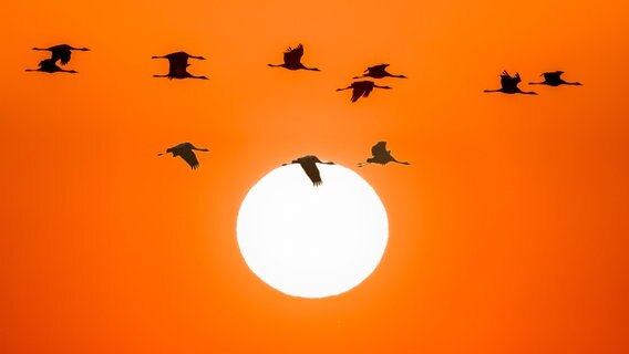 Kraniche fliegen mit der Sonne im Hintergrund © NDR Foto: Klaus Haase aus Prerow