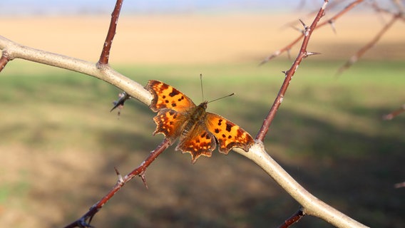 Ein Schmetterling im Herbst © NDR Foto: Renate Reinbothe aus Thurow