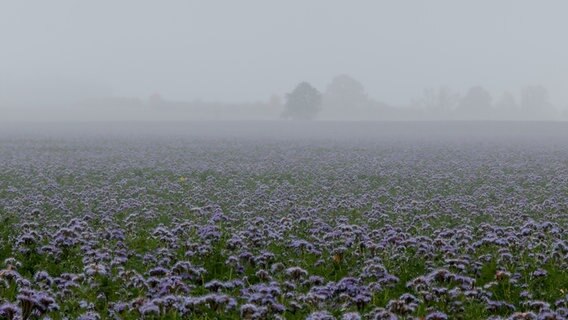 Nebel über einem Feld © NDR Foto: Uwe Kantz aus Hinrichshagen