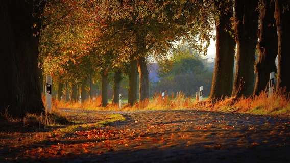 Knüppeldamm in Gnevezin im Herbst © NDR Foto: Karola Mauritz aus Postlow