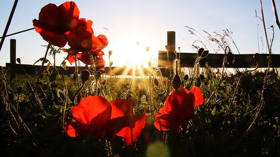 Sonnenuntergang hinter Mohnblüten © NDR Foto: Anke Hanusik aus Grimmen