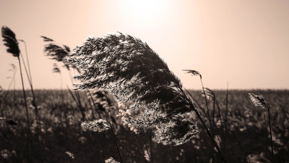 untergehende Sonne hinter einer Schilfrohr-Blüte © NDR Foto: Thomas Hausrath und Marcel Guth aus Rostock