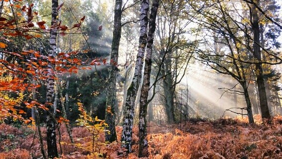 Sonne strahlt durch die Bäume in einem nebeligen Wald. © NDR Foto: Jörg Maaske aus Berlin