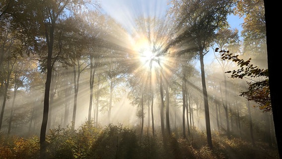 Sonne hinter Buchen in einem Wald am Rande Schwerins. © NDR Foto: Christian Boss aus Wismar