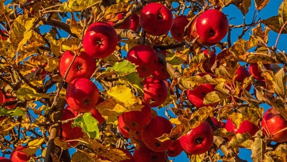 Rote Äpfel hängen in einem Baum. © NDR Foto: Axel Buchwald aus Teterow