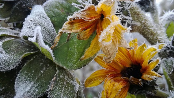 Mit Frost bedeckte Sonnenblumen. © NDR Foto: Sandra Mago aus Waren