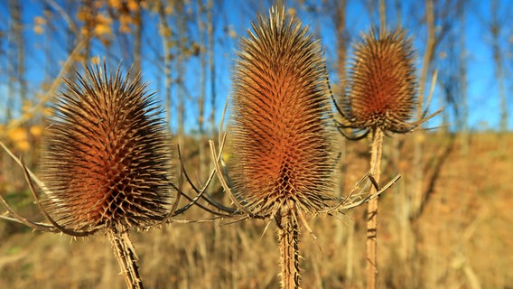 Trockene Diestelblüten an einem sonnigen Herbsttag. © NDR Foto: Günther Janausch aus Kröpelin