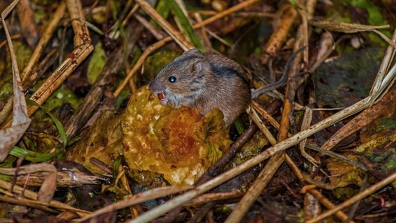 Maus frisst einen heruntergefallen Apfel. © NDR Foto: Detlef Meier aus Ducherow