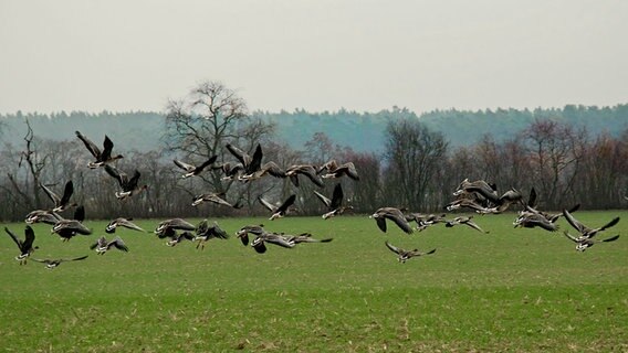 Wildgänse fliegen über ein Winterroggenfeld. © NDR Foto: Bernd Schachler aus Bocksee