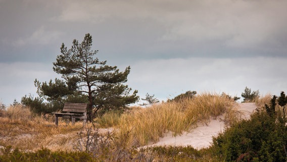 Düne am Darßer Ort bei nebligem Herbstwetter © NDR Foto: Arndt Gläser aus Barth