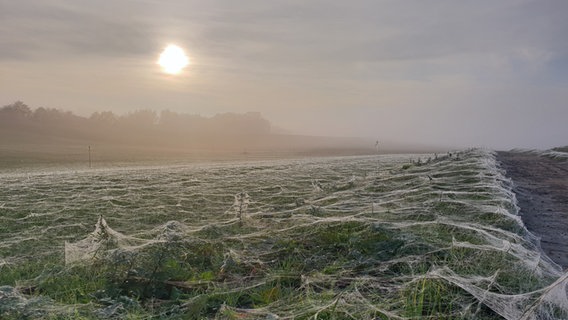 Die Sonne steht über einem Feld voll mit Spinnenweben. © NDR Foto: Frank Schwermer aus Warnkenhagen
