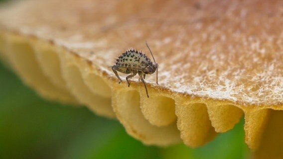 Ein Käfer krabbelt auf einem Pilz. © NDR Foto: Klaus Haase aus Prerow