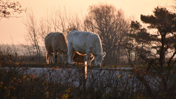 Zwei Kühe grasen am Straßenrand. © NDR Foto: Anne Schönemann aus Stralsund