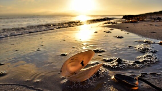 Eine Muschel liegt am Strand. © NDR Foto: Corinna Schaak aus Altenkirchen