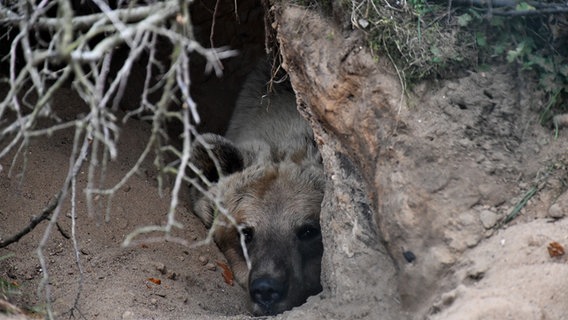 Ein Bär liegt in einer Höhle. © NDR Foto: Bärenpark Müritz