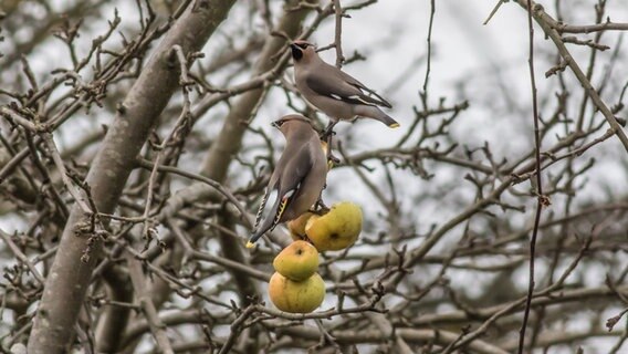 Zwei Seidenschwänze sitzen in einem Apfelbaum. © NDR Foto: Detlef Meier aus Ducherow