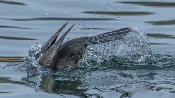 Ein Komoran steckt seinen Kopf ins Wasser. © NDR Foto: Klaus Haase aus Prerow